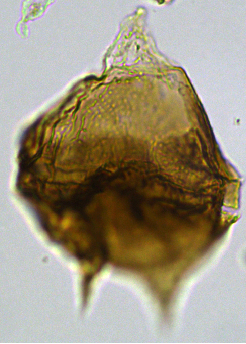 Cerodinium cpx cf wardenenseCwa27X31101120951080c.jpg